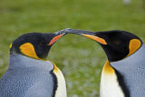 King Penguins